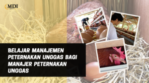 Belajar manajemen peternakan unggas bagi manajer peternakan unggas