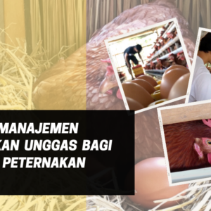 Belajar manajemen peternakan unggas bagi manajer peternakan unggas